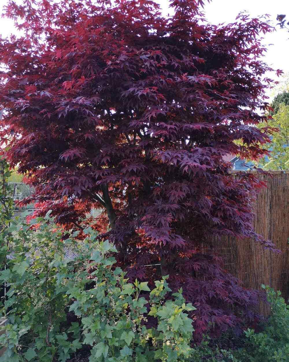 Acer palmatum ‘Atropurpureum’, credit-lavatera16