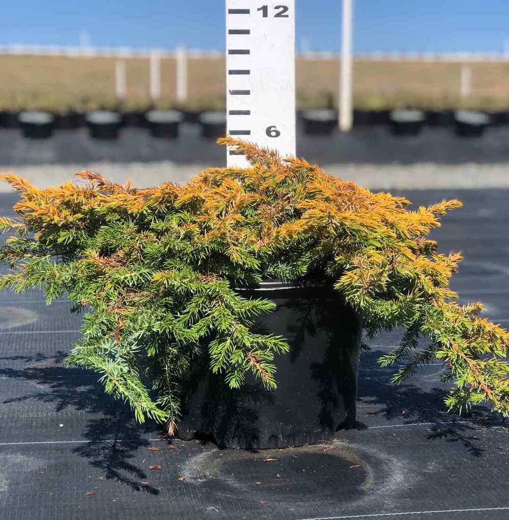 All Gold Shore Juniper, credit-panoramic.farm