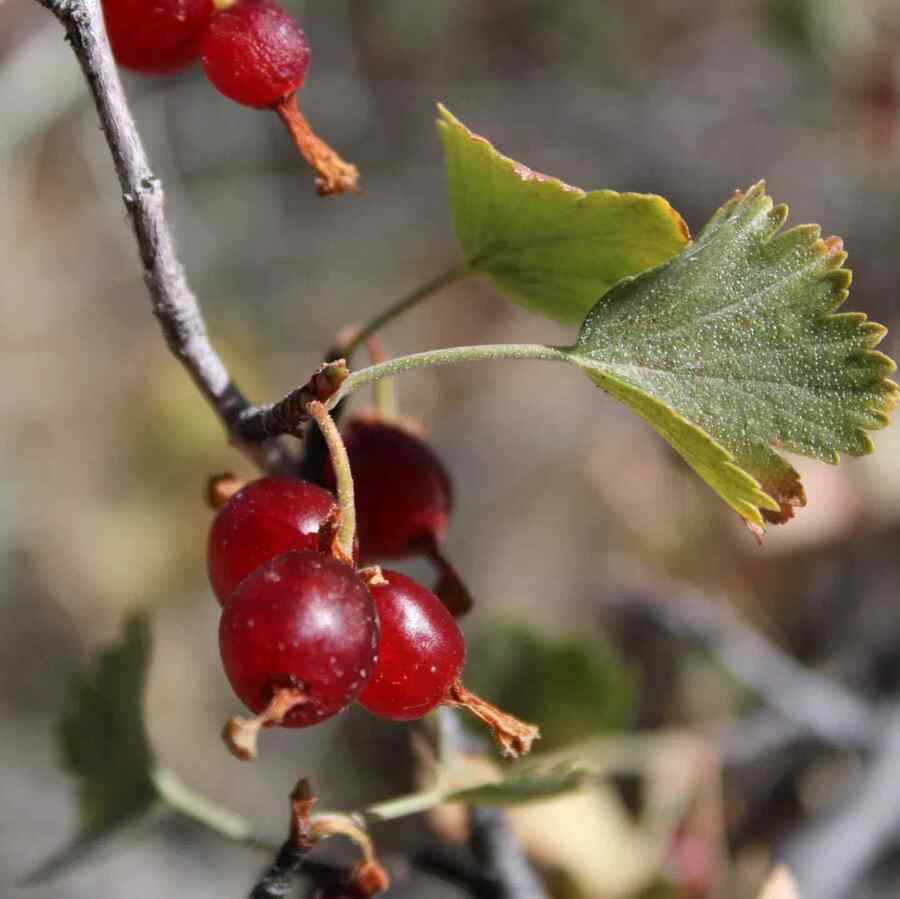 Alpine Currant credit-forest_grumps