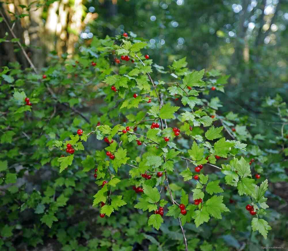 Alpine Currant credit-jiipeesalminen