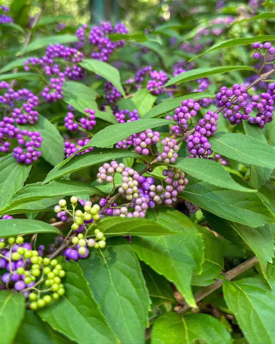 American Beautyberry for Virginia-friendly landscaping