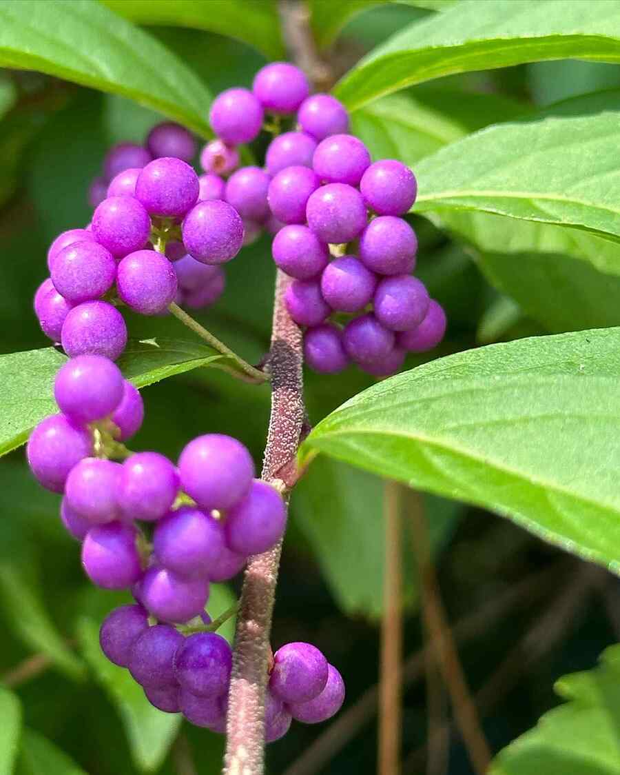 American Beautyberry credit-amystrunkdesigns1