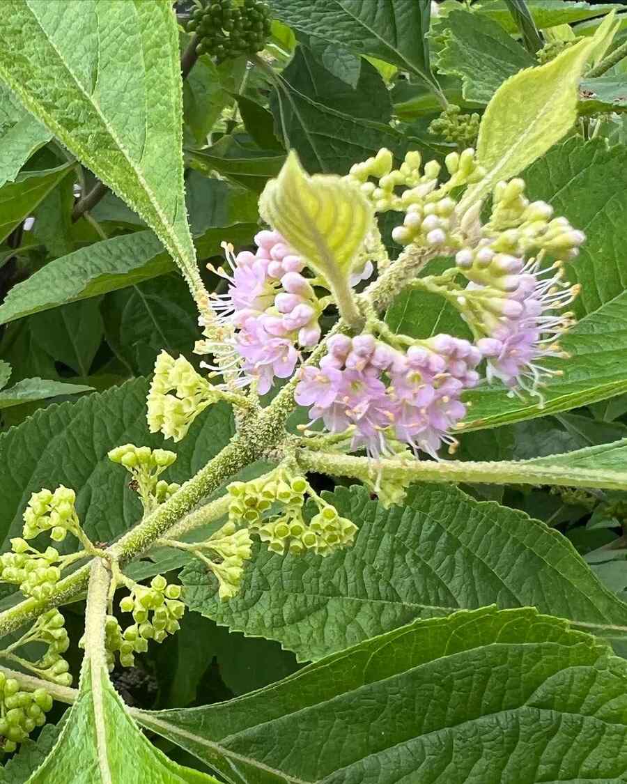 American Beautyberry that grow well in Georgia