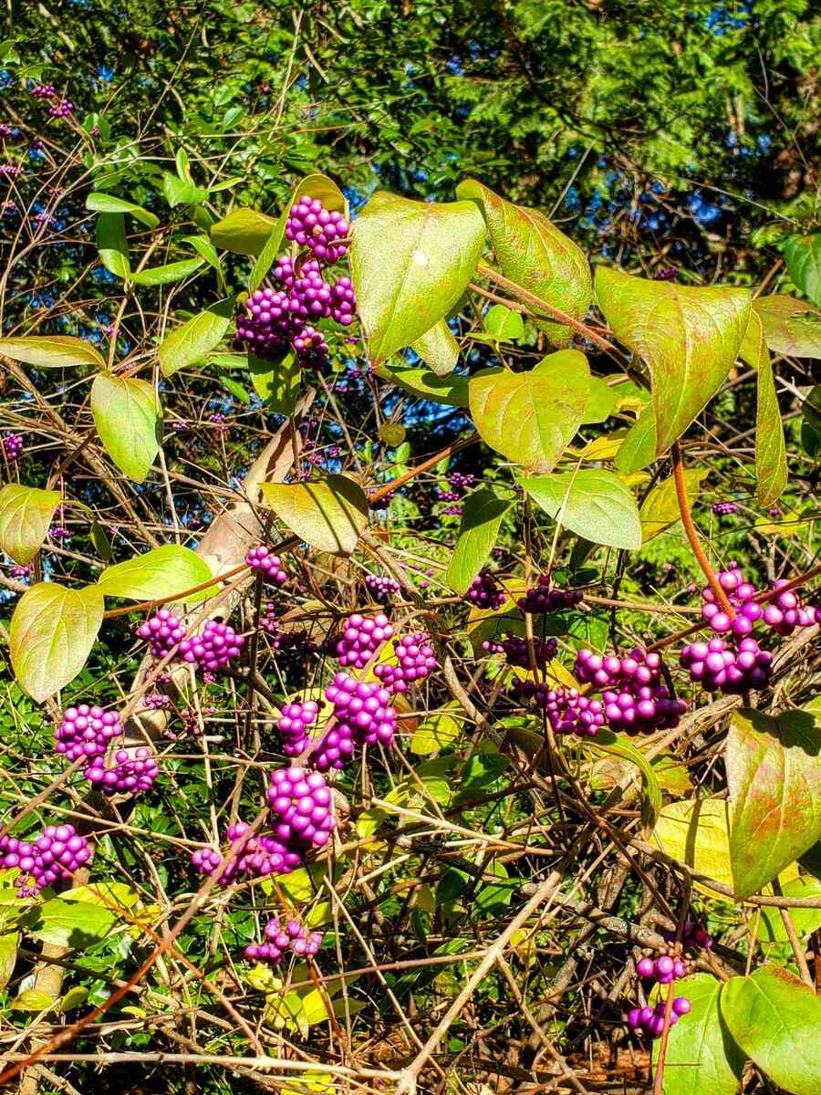 American Beautyberry