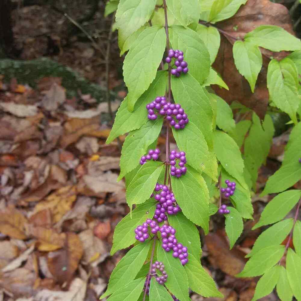 American Beautyberry for Missouri yards