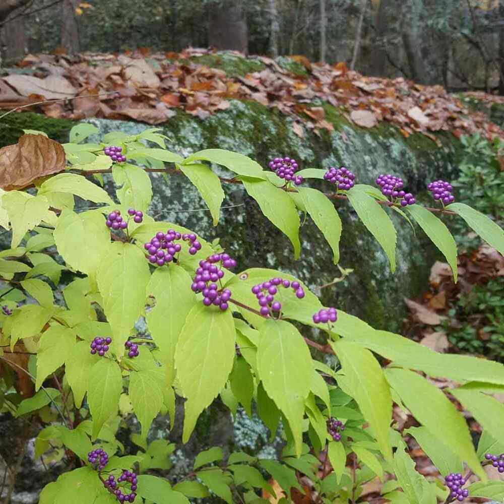 American Beautyberry, credit-camilliabloomsbury
