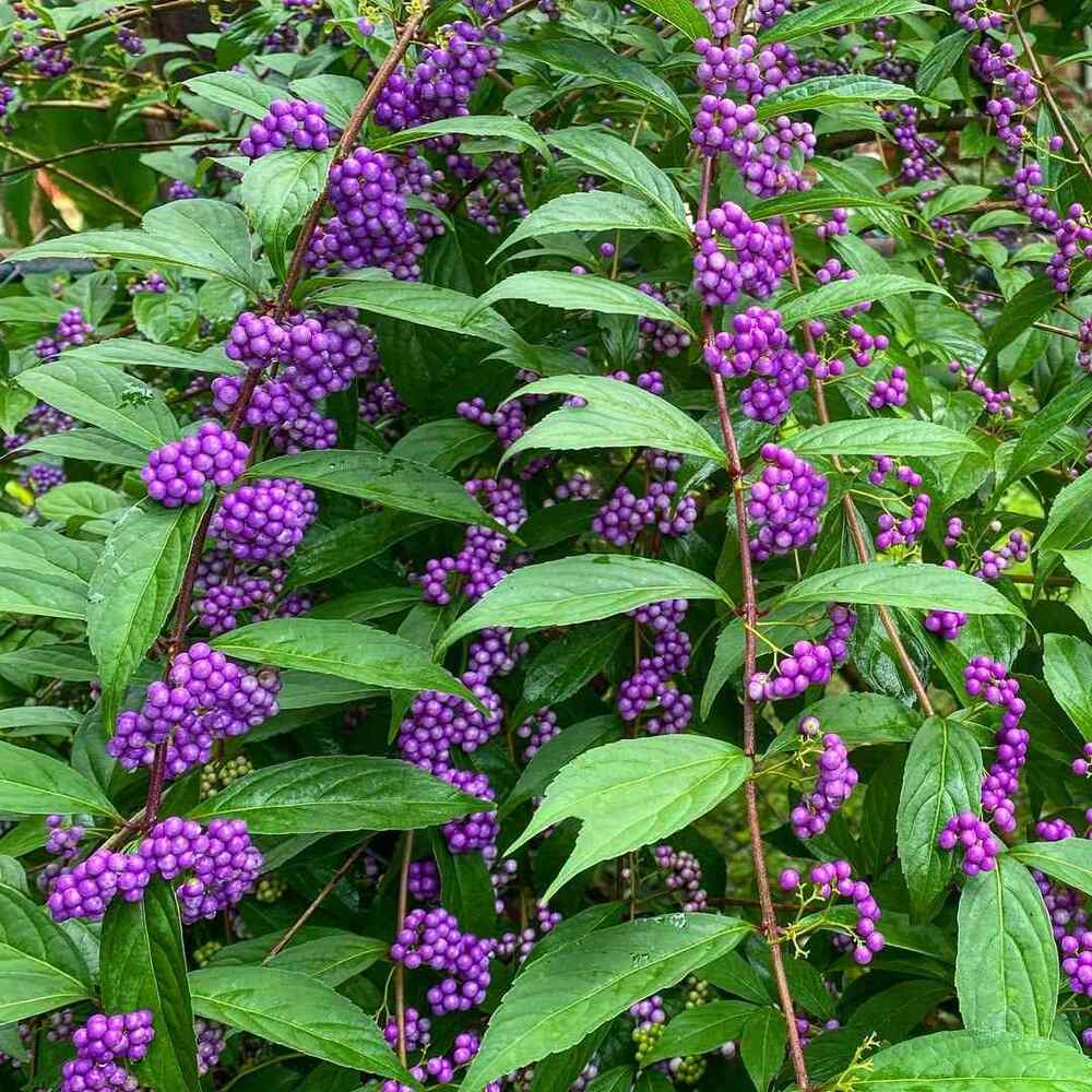 American Beautyberry, credit-eesential with Shrubs for North Carolina