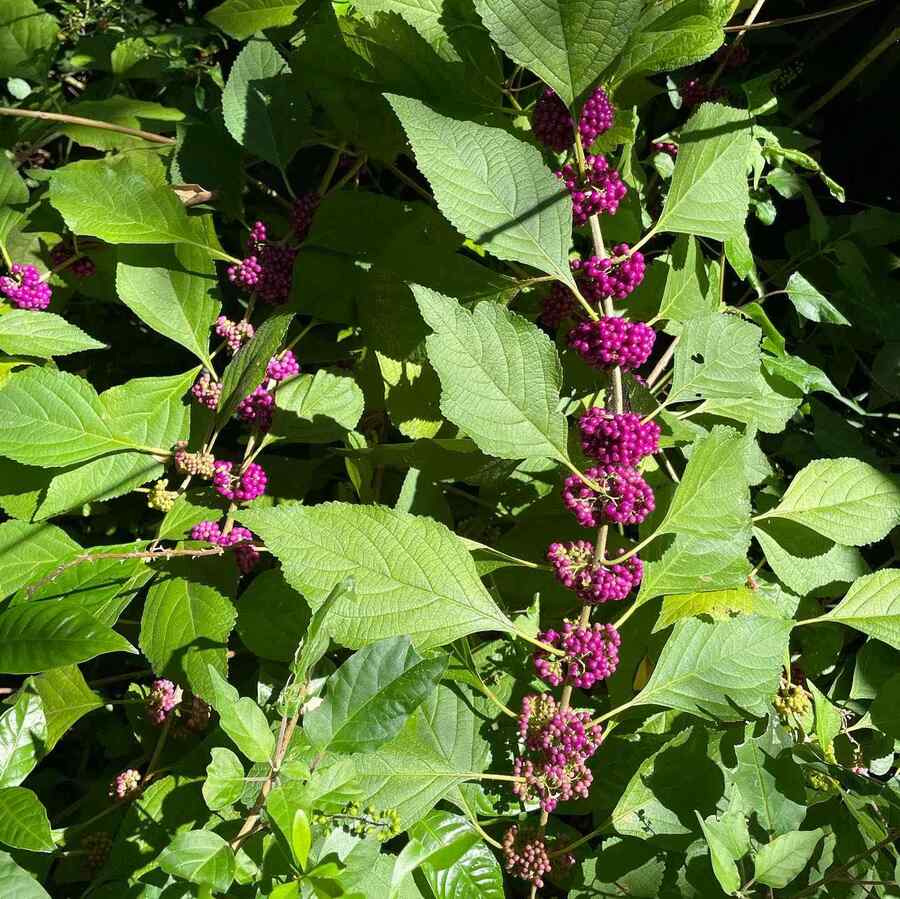American Beautyberry for Arkansas-friendly landscaping