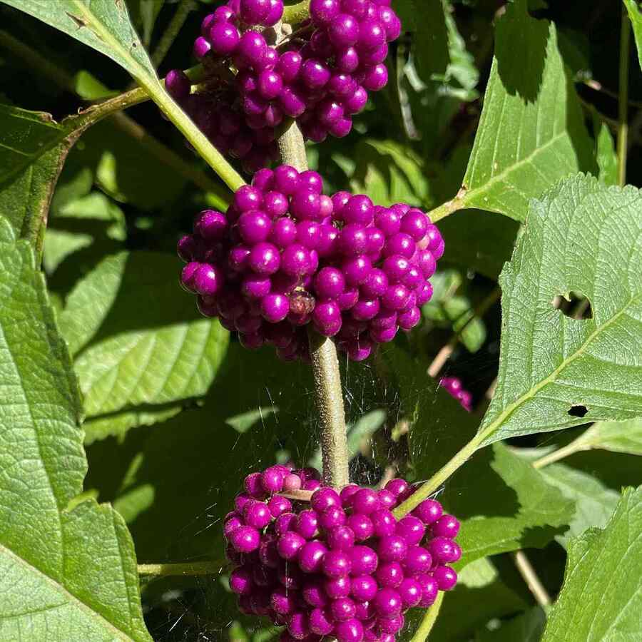 American Beautyberry for Alabama-friendly landscaping