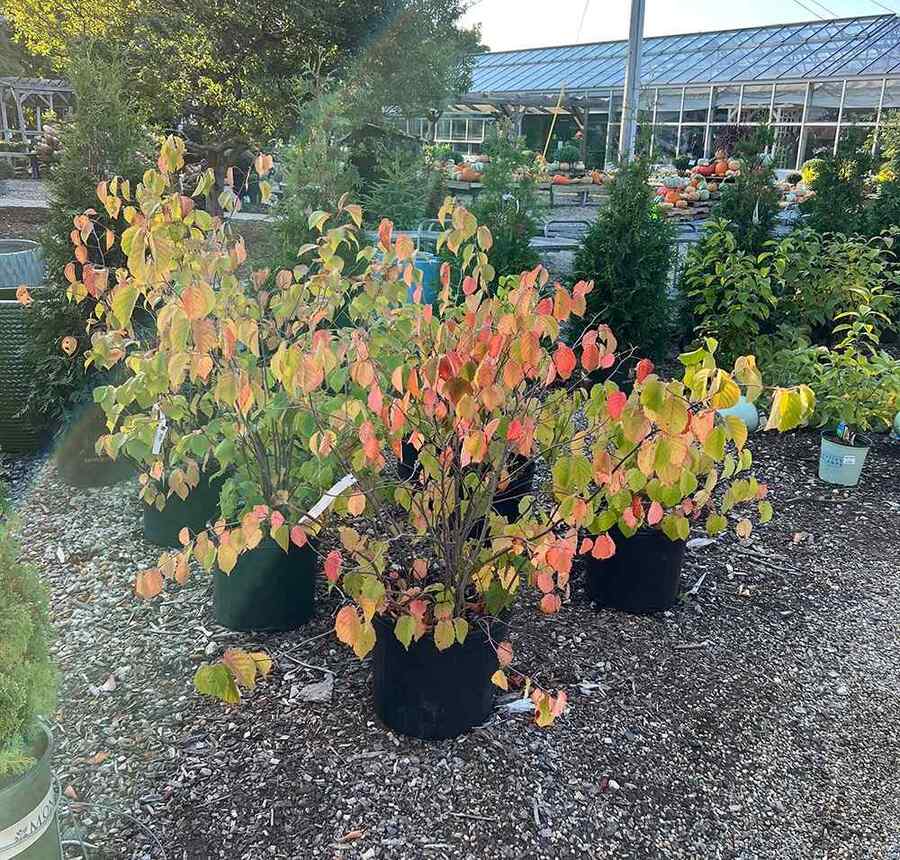 American Hazelnut, credit-churchillsgardens