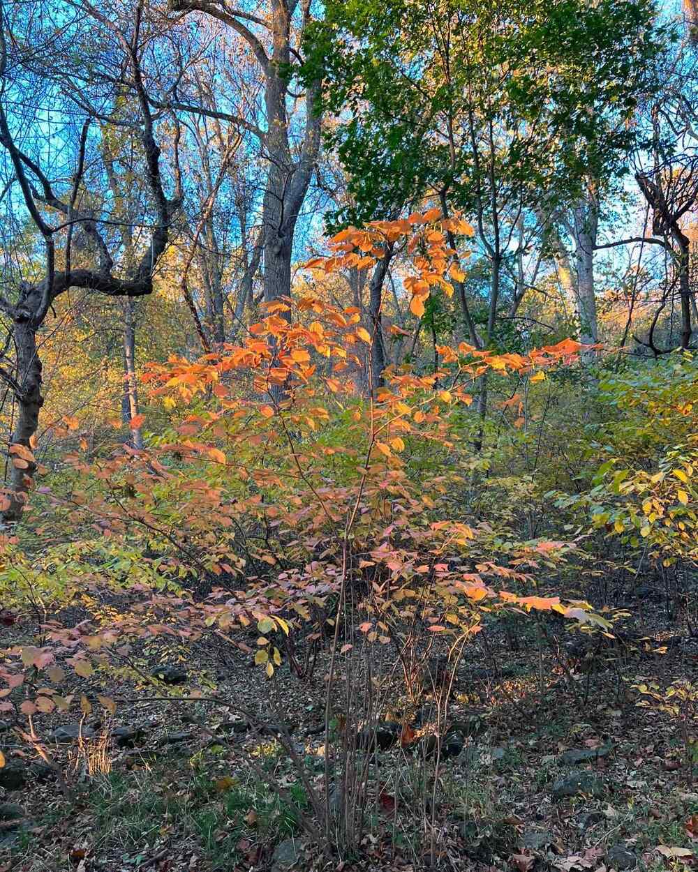 American Hazelnut suitable for East North Central climate
