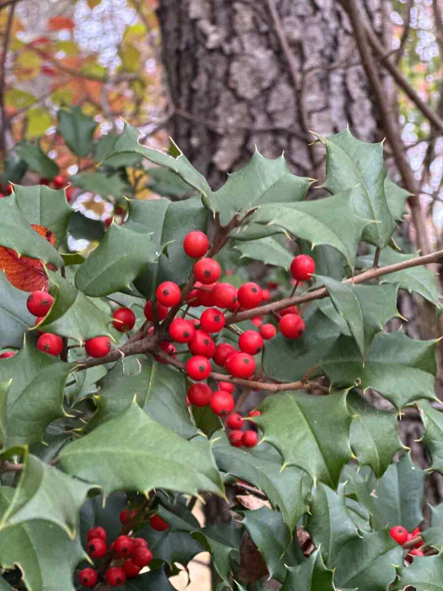 American Holly credit-monmouthconservationfoundation