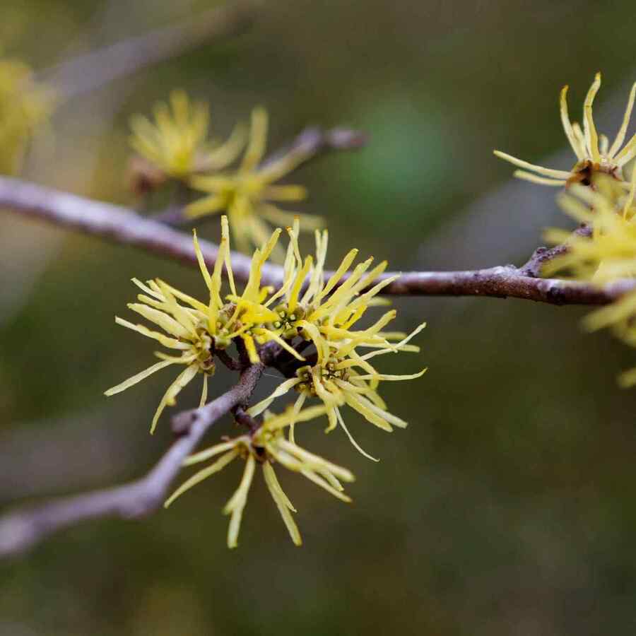 American Witch Hazel for Connecticut gardens and yards