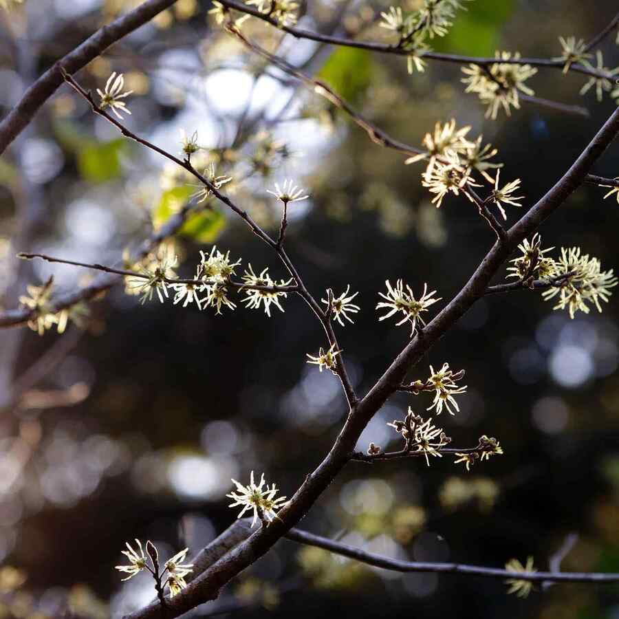 American Witch Hazel West Virginia native shrub option