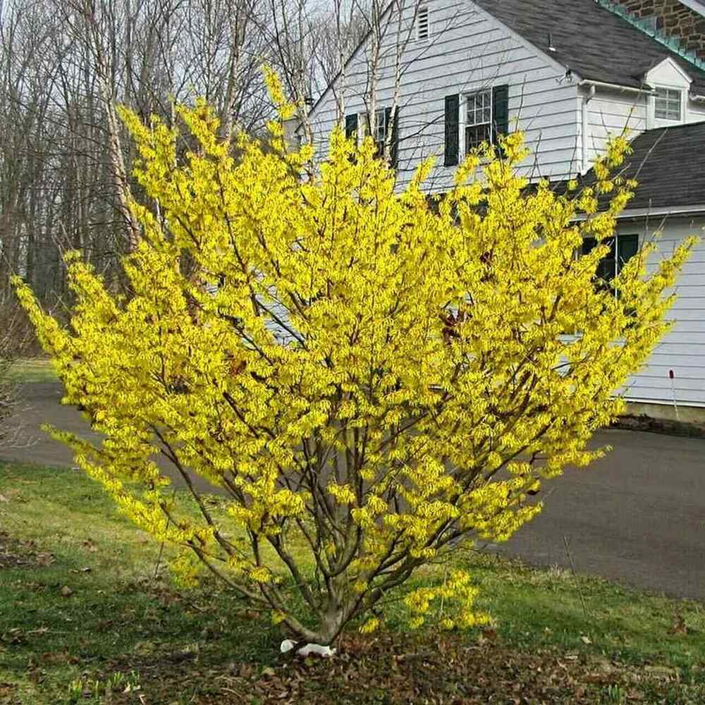 American Witch-Hazel for East North Central region landscapes