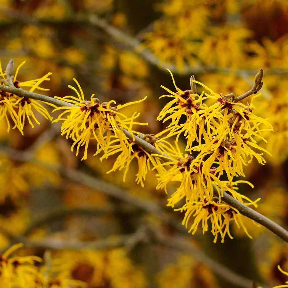 American Witch-Hazel credit-tnnursery