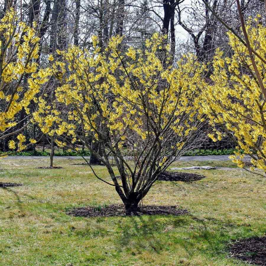 American Witch-hazel drought-tolerant shrub for Mid-Atlantic gardens