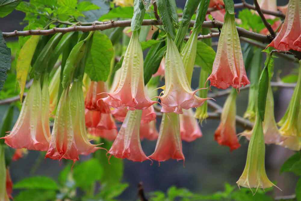 Angel’s Trumpet