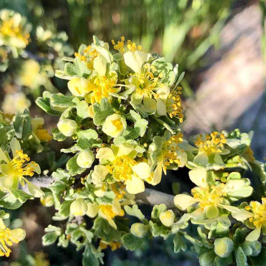 Antelope Bitterbrush credit-texaninoz