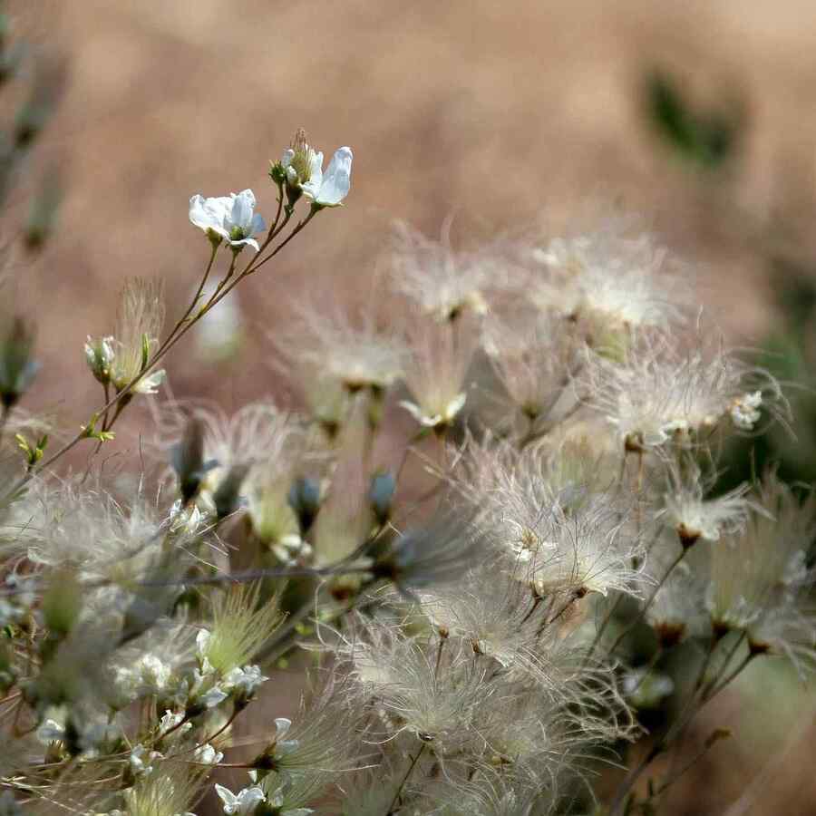Apache Plume native shrubs for Colorado pollinator gardens attracting bees and butterflies