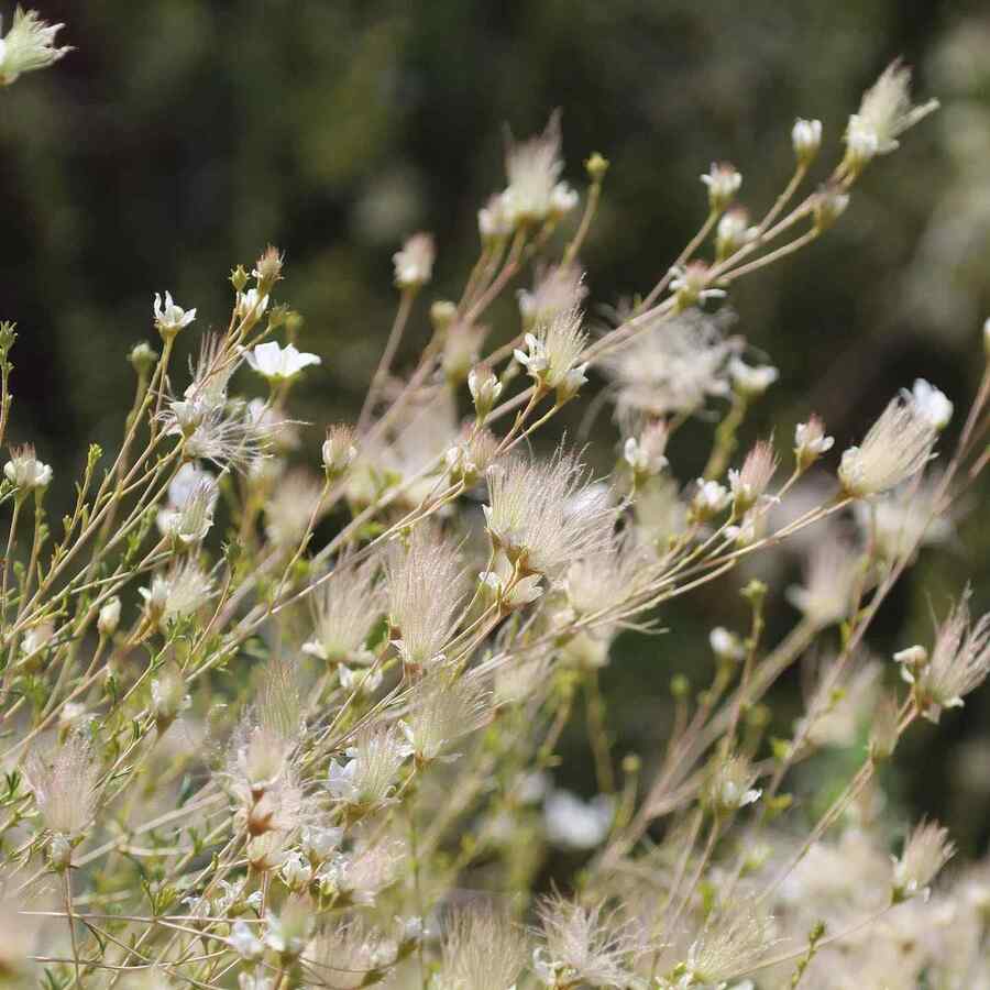 Apache Plume for drought-tolerant Utah landscaping