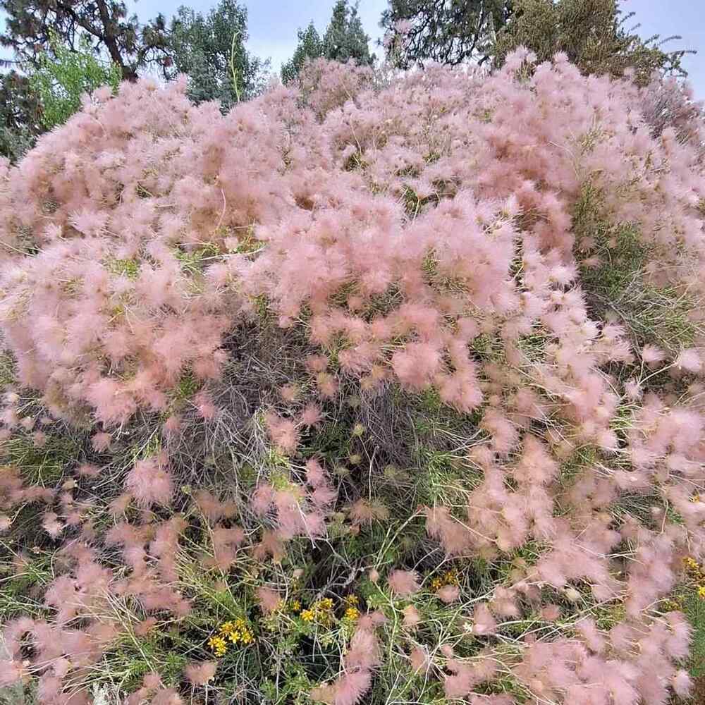 Apache Plume, credit-summerlandornamentalgardens