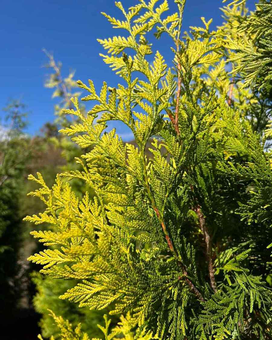 Arborvitae that grow well in Washington