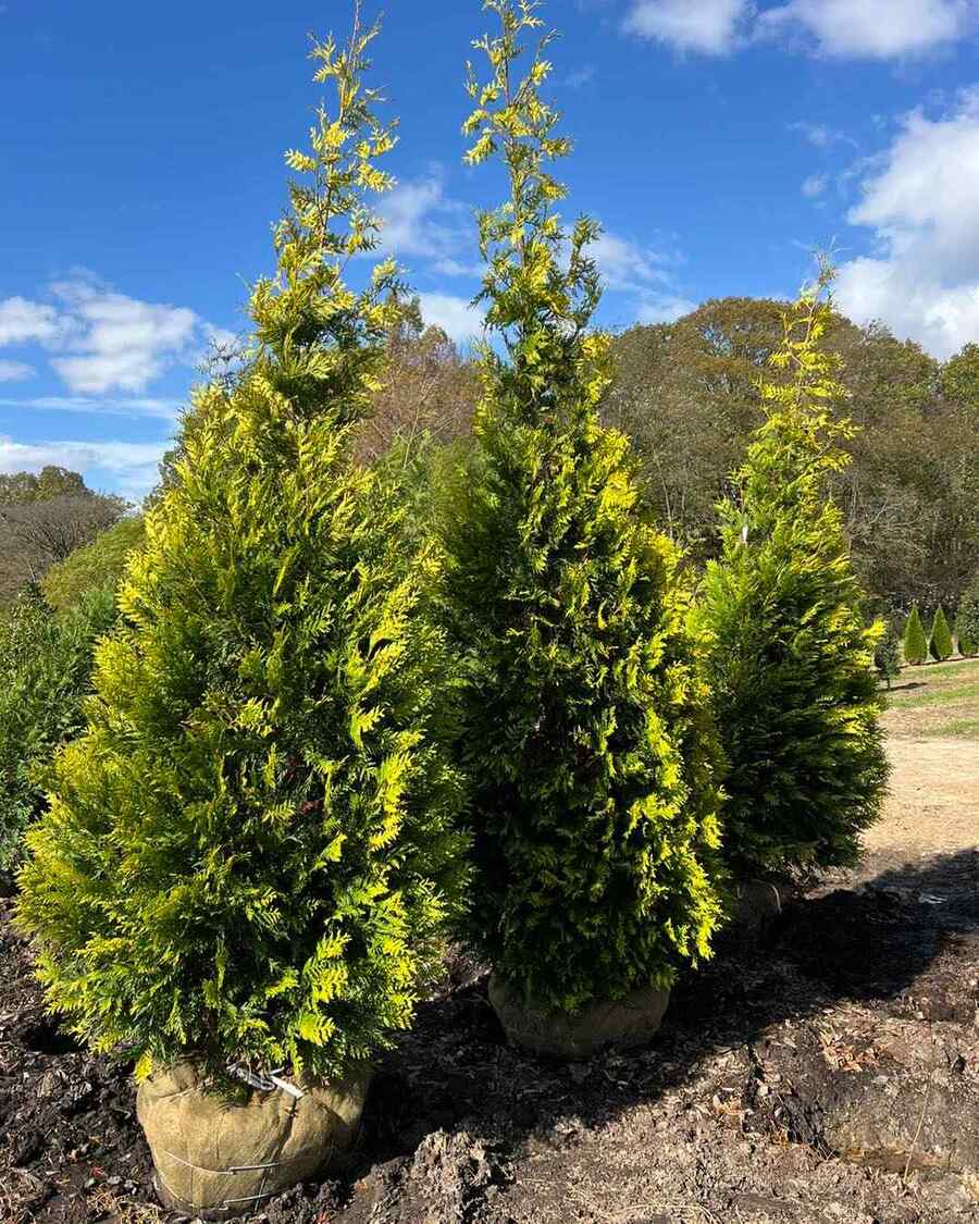 Arborvitae credit-dabneynursery