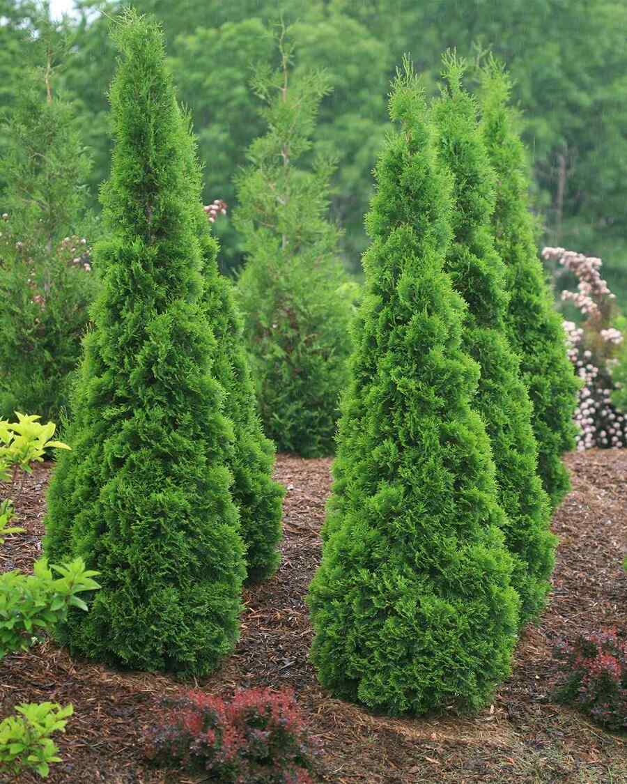 Arborvitae cold-hardy shrubs for New York