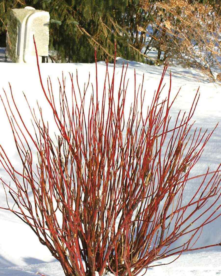 Arctic Fire Red Osier Dogwood best shrubs for Minnesota landscaping