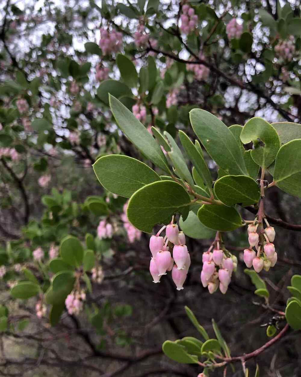 Arctostaphylos, credit-chicoguys
