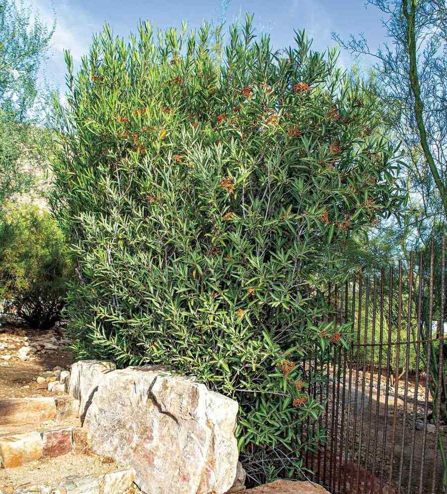 Arizona Rosewood heat-tolerant shrub for New Mexico climate