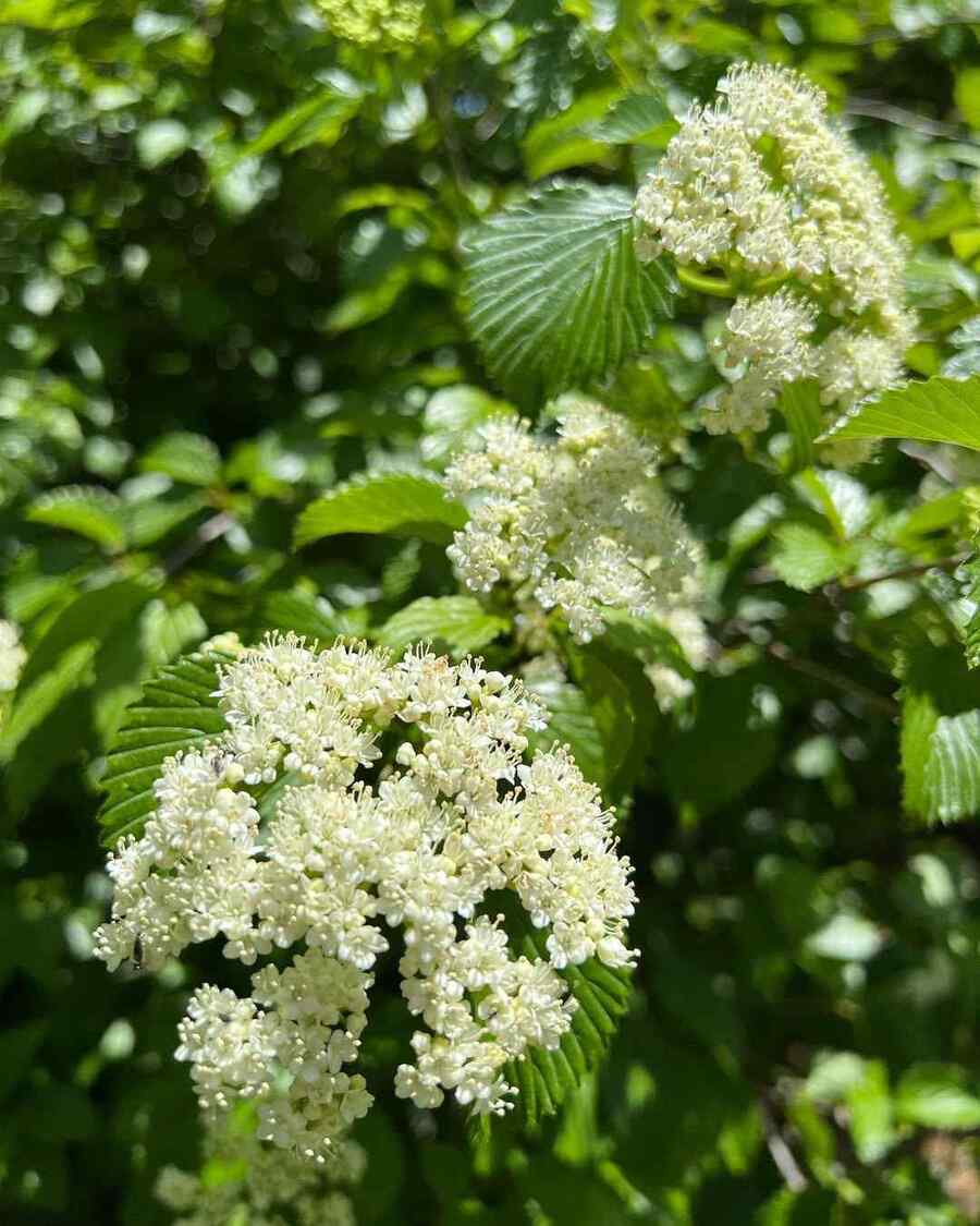 Arrowwood Viburnum best shrubs to grow in New Hampshire
