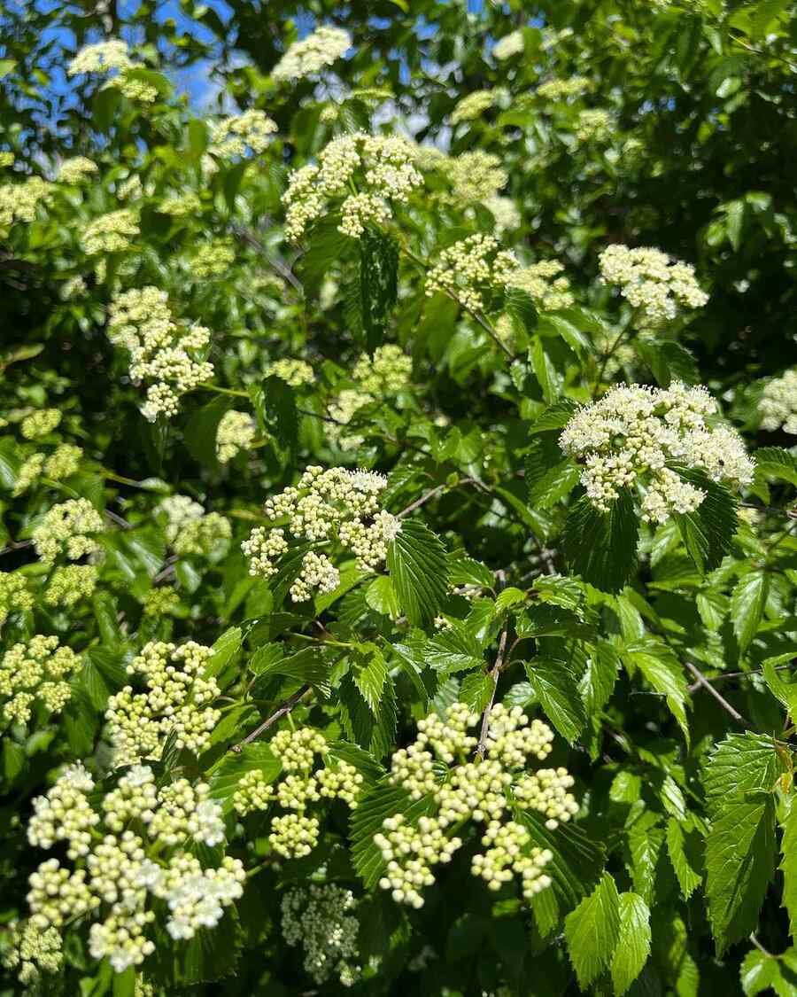 Arrowwood Viburnum credit-conservationathome