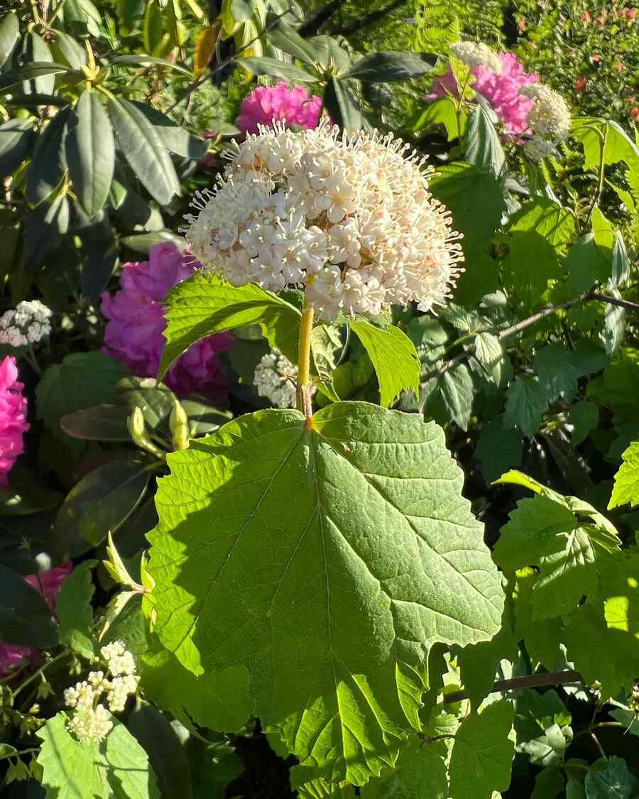 Arrowwood Viburnum for cold-hardy Vermont gardens