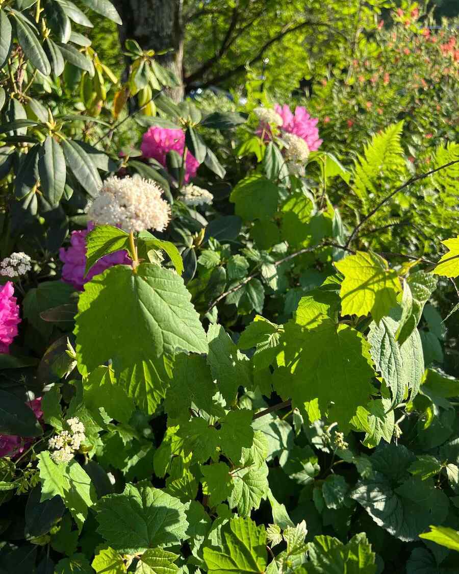 Arrowwood Viburnum credit-conservationathome