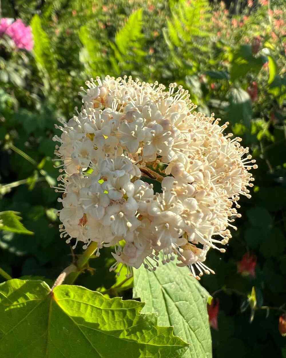 Arrowwood Viburnum, credit-conservationathome