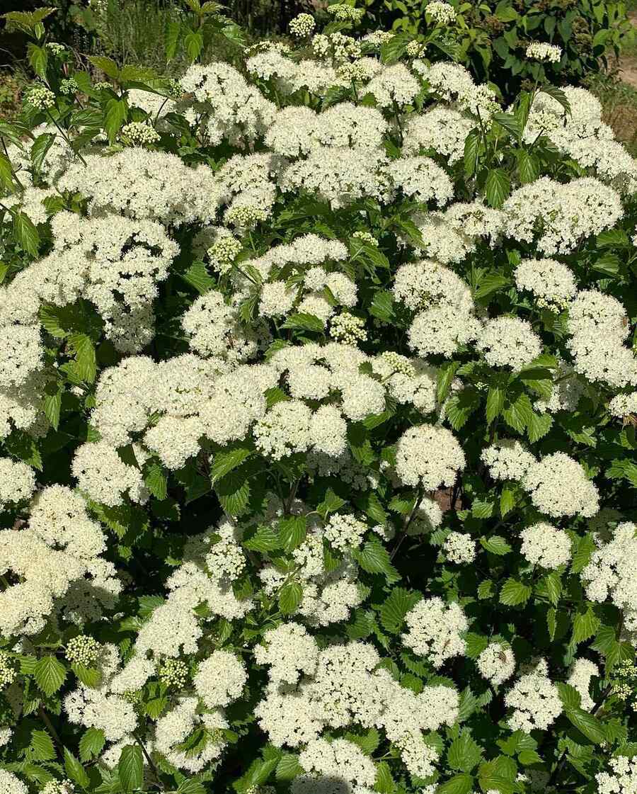 Arrowwood Viburnum for New England landscaping