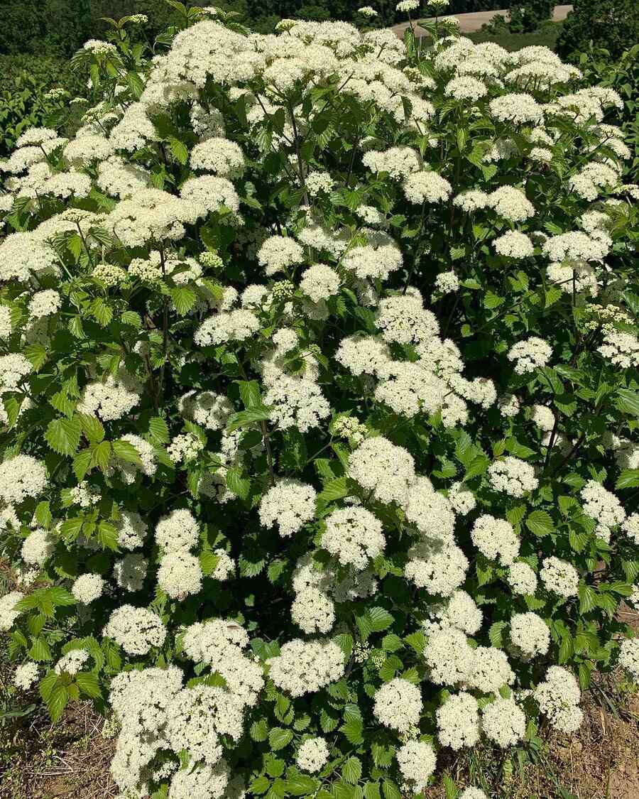 Arrowwood Viburnum for Connecticut landscapes