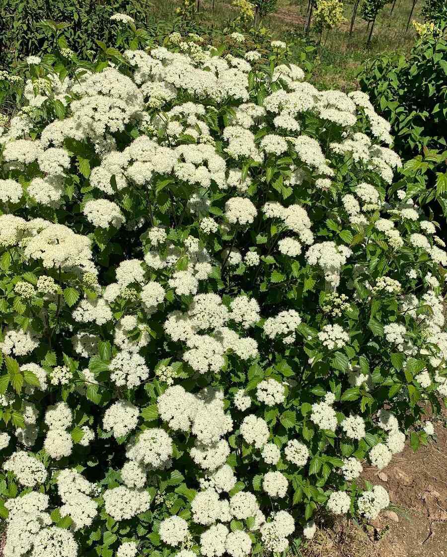 Arrowwood Viburnum