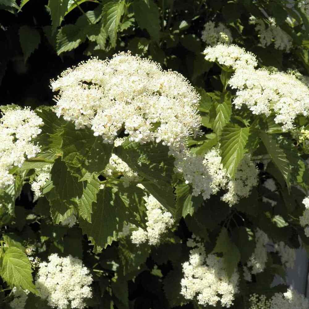 Arrowwood Viburnum shrubs for Indiana sun and shade