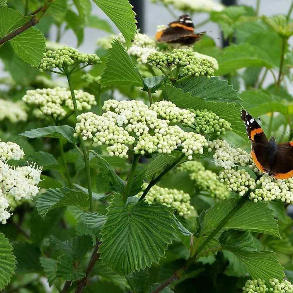 Arrowwood Viburnum, credit-kansasgardener