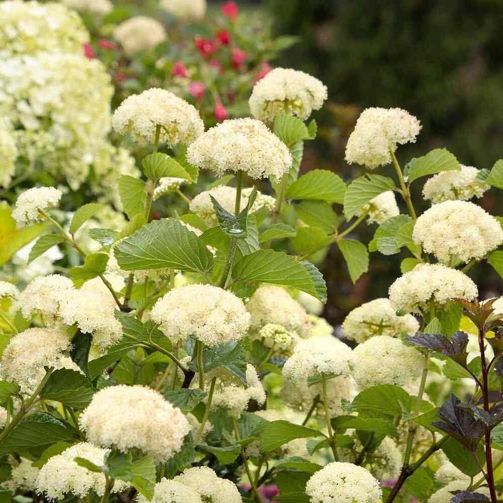 Arrowwood Viburnum, credit-monroviaplants