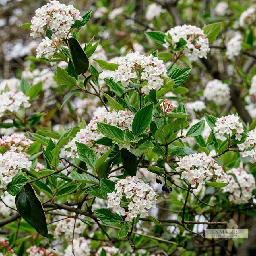 Arrowwood Viburnum suitable for Pennsylvania climate