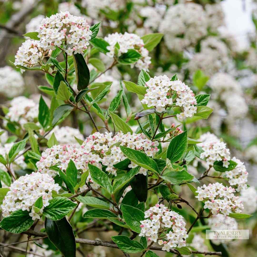Arrowwood Viburnum hardy shrubs for New Jersey climate