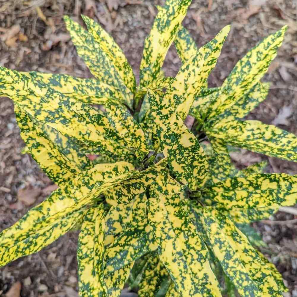 Aucuba, credit-horttube