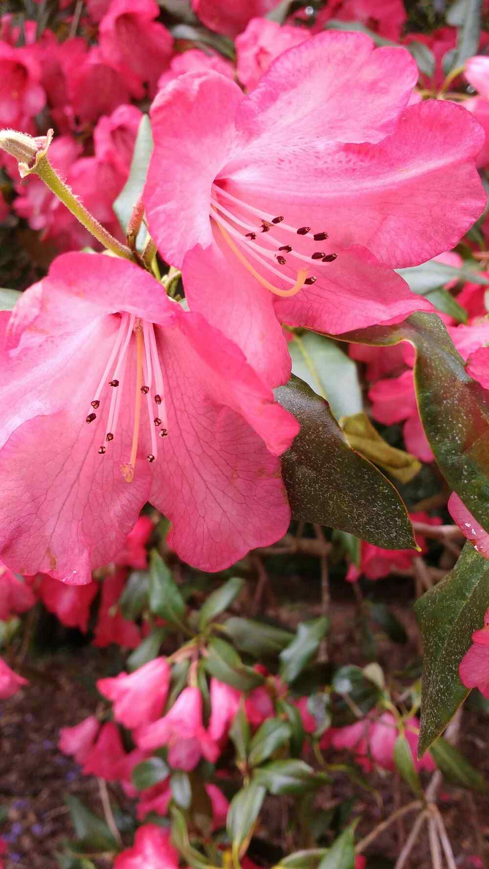Azalea