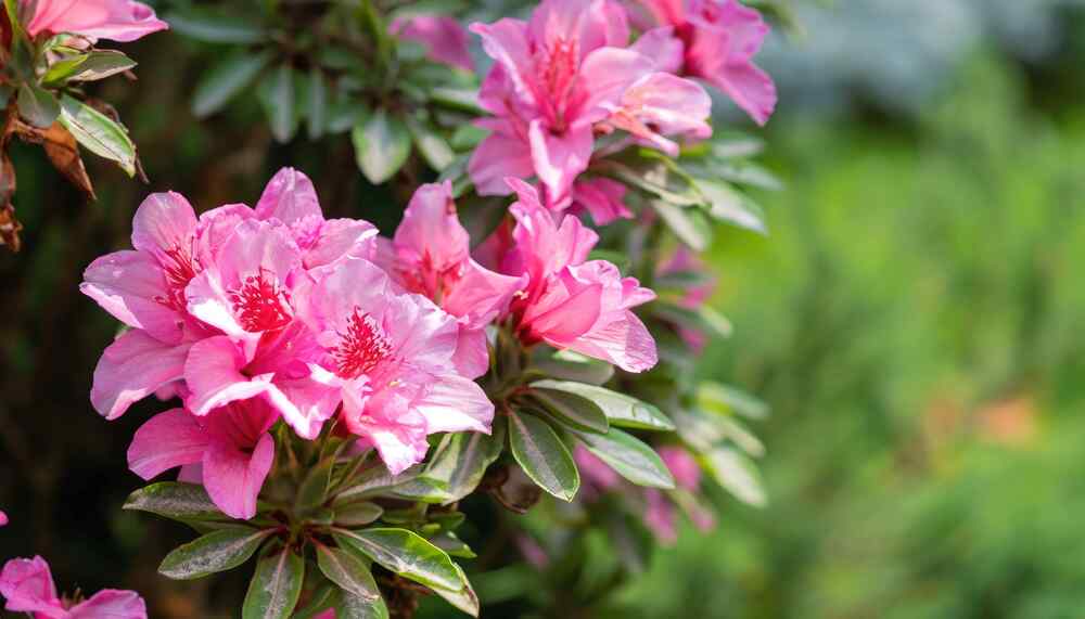 Azalea