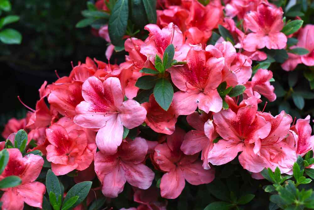 Azalea