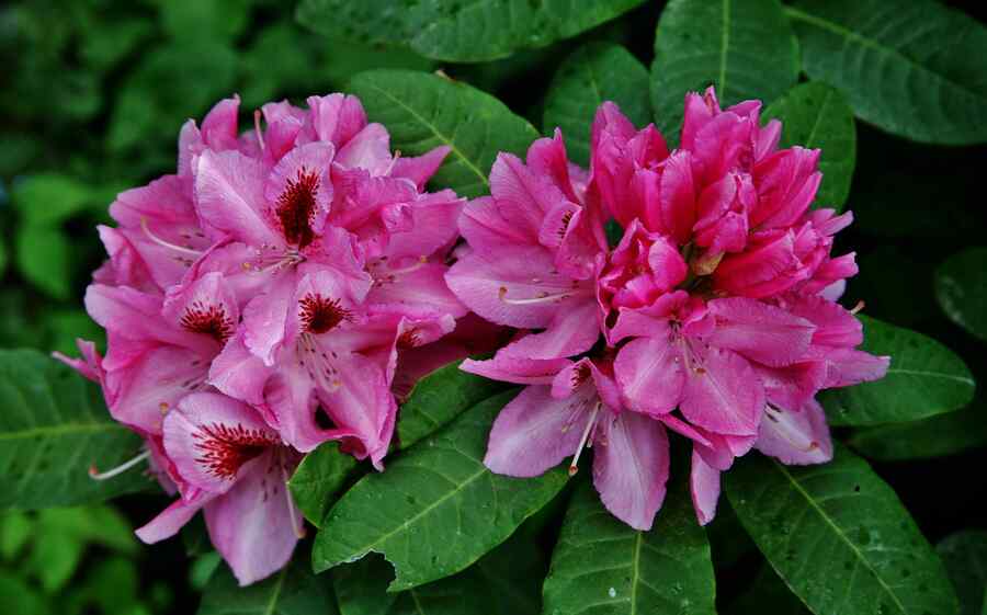 Azalea Mississippi-native shrub for landscaping